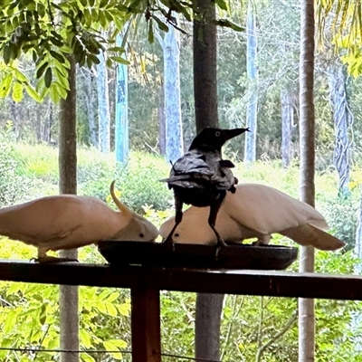 Corvus orru at Chapel Hill, QLD - 28 Jun 2025 by KMcCue