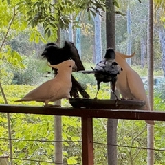 Corvus orru at Chapel Hill, QLD - 28 Jun 2025 03:46 PM