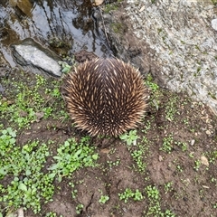Tachyglossus aculeatus (Short-beaked Echidna) at South Gundagai, NSW - Today by GJSmall