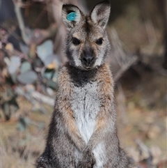 Notamacropus rufogriseus (Red-necked Wallaby) at Forde, ACT - 3 Jul 2025 by TimL
