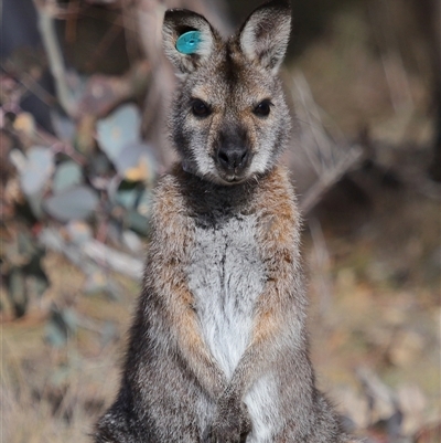 Notamacropus rufogriseus (Red-necked Wallaby) at Forde, ACT - 3 Jul 2025 by TimL