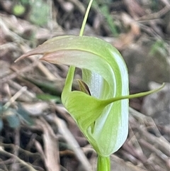 Pterostylis sp. at Atherton, QLD - 4 Jul 2025 by Clarel