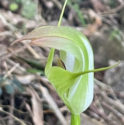Pterostylis sp. at Atherton, QLD - 4 Jul 2025 by Clarel