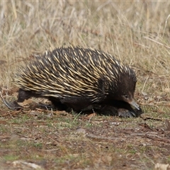Tachyglossus aculeatus (Short-beaked Echidna) at Throsby, ACT - 3 Jul 2025 by TimL