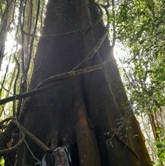 Ficus macrophylla at Pappinbarra, NSW - Today by jonvanbeest