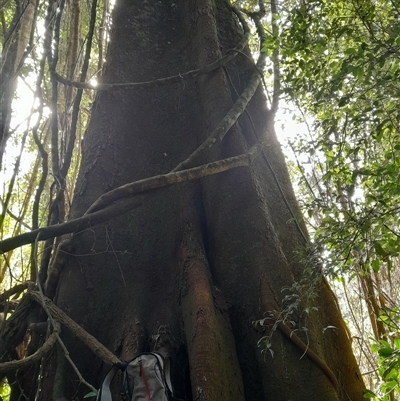 Ficus macrophylla at Pappinbarra, NSW - Today by jonvanbeest