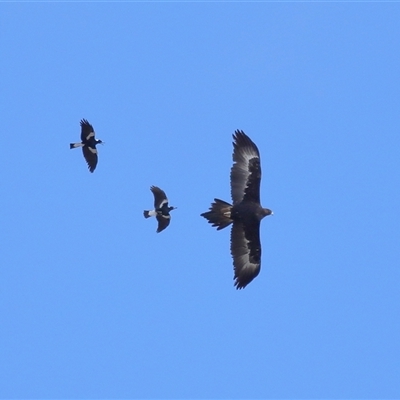 Aquila audax at Throsby, ACT - 3 Jul 2025 by TimL