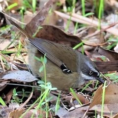 Sericornis frontalis by KylieWaldon