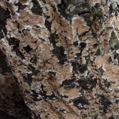Unverified Lichen by arjay