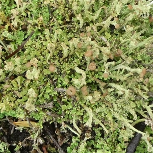 Unverified Lichen by arjay