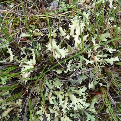 Unverified Lichen by arjay