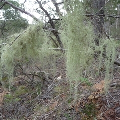 Unverified Lichen by arjay