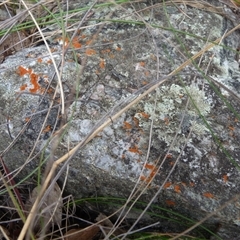 Unverified Lichen by arjay