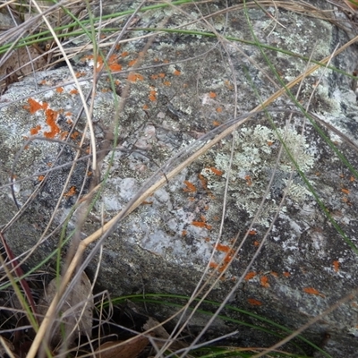 Unverified Lichen by arjay
