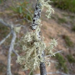 Unverified Lichen by arjay