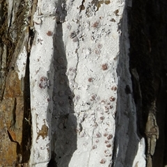 Unverified Lichen by arjay