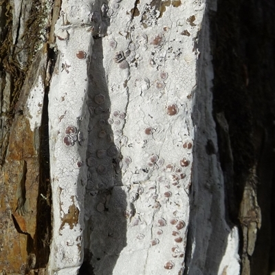 Unverified Lichen by arjay