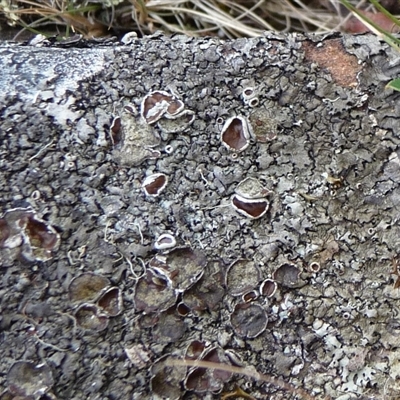 Unverified Lichen by arjay