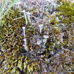 Unverified Lichen by arjay
