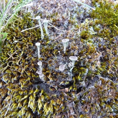 Unverified Lichen by arjay