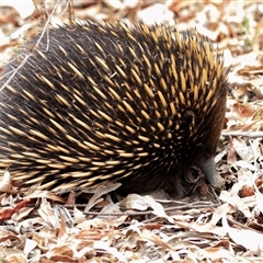 Tachyglossus aculeatus (Short-beaked Echidna) at Acton, ACT - 12 Jan 2018 by AlisonMilton