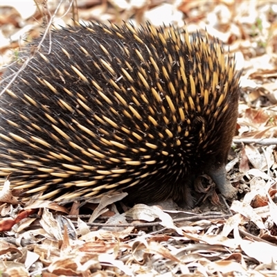 Tachyglossus aculeatus (Short-beaked Echidna) at Acton, ACT - 12 Jan 2018 by AlisonMilton