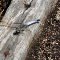 Orthetrum caledonicum (Blue Skimmer) at Acton, ACT - 12 Jan 2018 by AlisonMilton