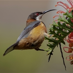 Acanthorhynchus tenuirostris at Acton, ACT - 12 Jan 2018 by AlisonMilton