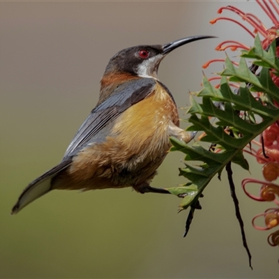 Acanthorhynchus tenuirostris at Acton, ACT - 12 Jan 2018 by AlisonMilton