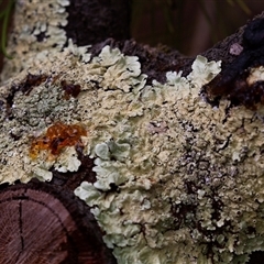 Unverified Lichen at Acton, ACT - 16 Jun 2017 by AlisonMilton