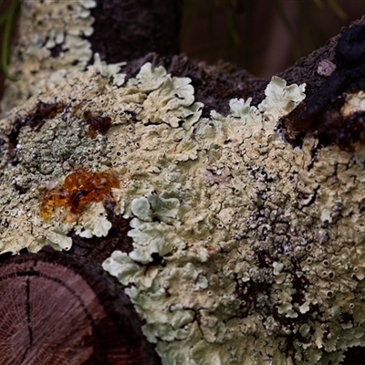 Unverified Lichen at Acton, ACT - 16 Jun 2017 by AlisonMilton