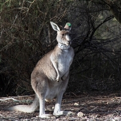Macropus giganteus (Eastern Grey Kangaroo) at Acton, ACT - 29 Jun 2018 by AlisonMilton