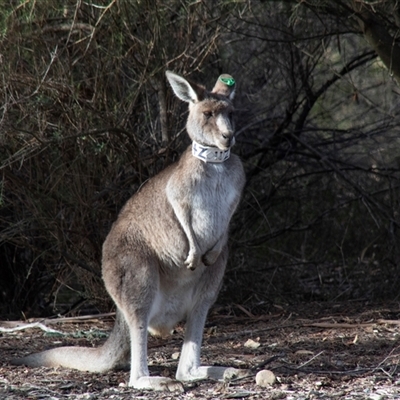 Macropus giganteus (Eastern Grey Kangaroo) at Acton, ACT - 29 Jun 2018 by AlisonMilton