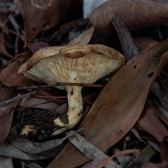 Unverified Cap on a stem; gills below cap [mushrooms or mushroom-like] at Acton, ACT - 29 Jun 2018 by AlisonMilton