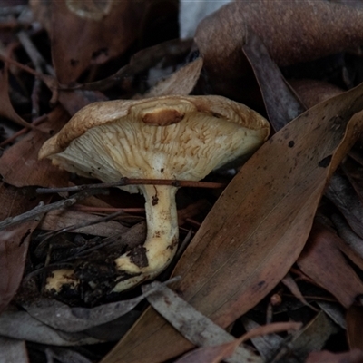 Unverified Cap on a stem; gills below cap [mushrooms or mushroom-like] at Acton, ACT - 29 Jun 2018 by AlisonMilton