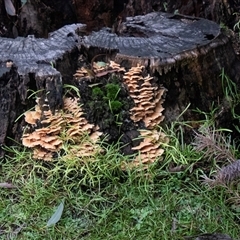 Unverified Cap on a stem; gills below cap [mushrooms or mushroom-like] at Acton, ACT - 29 Jun 2018 by AlisonMilton