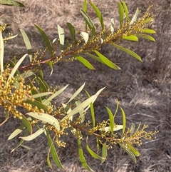Acacia implexa (Hickory Wattle, Lightwood) at Symonston, ACT - 3 Jul 2025 by JaneR