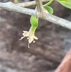 Lycium ferocissimum (African Boxthorn) at Symonston, ACT - 3 Jul 2025 by JaneR