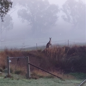 Macropus giganteus at Wirlinga, NSW - Yesterday by RobCook