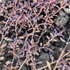 Polygonum arenastrum (Wireweed) at Symonston, ACT - 3 Jul 2025 by JaneR