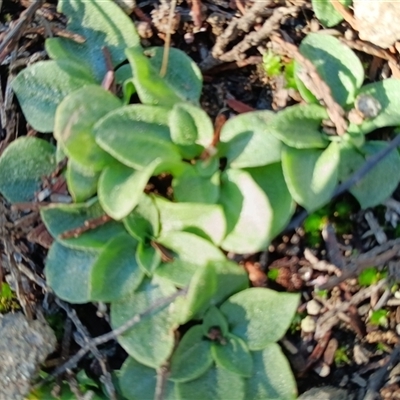 Unverified Orchid at Cooma, NSW - Yesterday by mahargiani