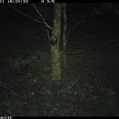 Wallabia bicolor (Swamp Wallaby) at Crowther, NSW - 21 May 2025 by Frecko