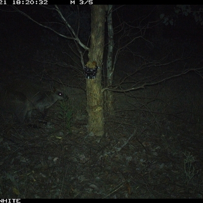 Wallabia bicolor (Swamp Wallaby) at Crowther, NSW - 21 May 2025 by Frecko