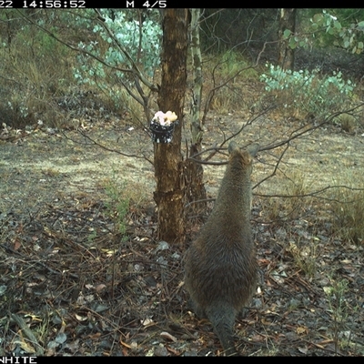 Wallabia bicolor (Swamp Wallaby) at Crowther, NSW - 22 May 2025 by Frecko