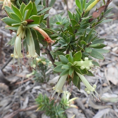 Styphelia triflora (Five-corners) at Fadden, ACT - Today by DavidDedenczuk