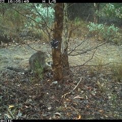 Wallabia bicolor (Swamp Wallaby) at Crowther, NSW - 22 May 2025 by Frecko