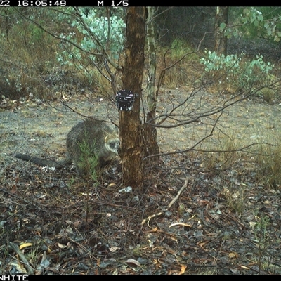 Wallabia bicolor (Swamp Wallaby) at Crowther, NSW - 22 May 2025 by Frecko