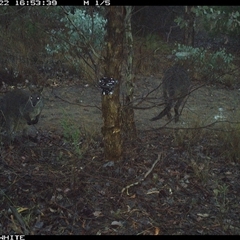Wallabia bicolor (Swamp Wallaby) at Crowther, NSW - 22 May 2025 by Frecko