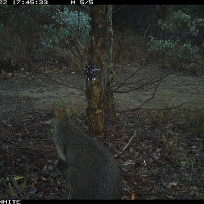 Wallabia bicolor (Swamp Wallaby) at Crowther, NSW - 22 May 2025 by Frecko