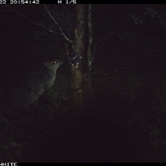 Wallabia bicolor (Swamp Wallaby) at Crowther, NSW - 22 May 2025 by Frecko